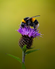 Bumble Bee