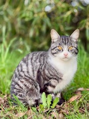Tabby cat  with yellow eyes sitting outdoors on grass and looking at the camera. Domestic feline portrait in nature. Concept of pets, animals, curiosity, and companionship.