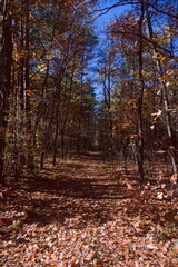 Obraz premium Kolory jesieni