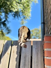 Funny moment of a cat climbing over a wooden fence, tail up, with bright blue sky in the background. Curious domestic cat exploring outdoors.