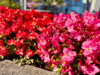 Vibrant pink and red begonia flowers in full bloom on a sunny day. Bright floral background with colorful blossoms and green leaves in garden setting.