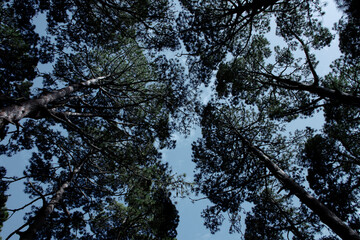 Looking up at tall pine trees against the sky in a dense forest. A natural pattern of branches and...