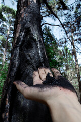A hand holds charcoal pieces from a burnt tree trunk in a forest, showing wildfire aftermath up close.