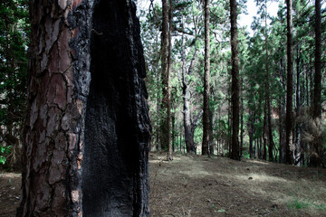 A charred tree trunk in a dense pine forest after a wildfire, surrounded by unburnt trees.