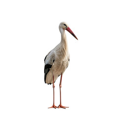 Fototapeta premium White stork standing elegantly against a plain white background 