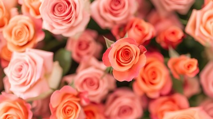 soft focus bouquet featuring pink and peach roses blooming petals in gentle light floral background dreamy mood for celebration concept of floristry beauty wedding