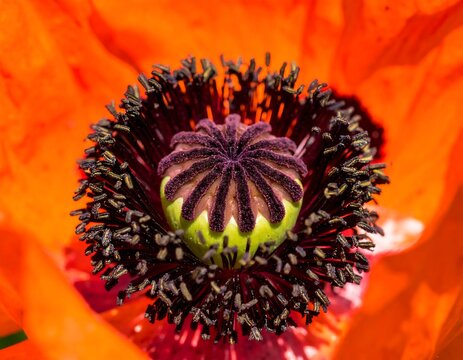 Close-up of a poppy flower center
