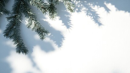 Obraz premium Pine branch shadow on white background winter season theme