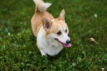 A cheerful corgi is happily enjoying the beautiful outdoors, surrounded by colorful autumn leaves and lush green grass