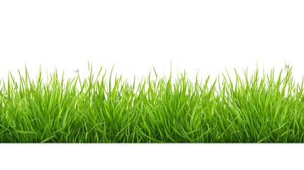 Obraz premium A lush green grass border with a white background