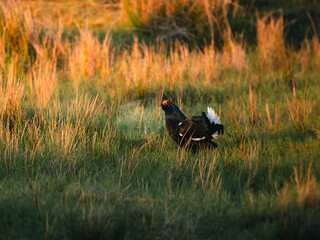 Black Grouse