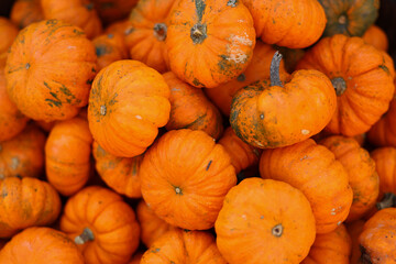 a lot of mini pumpkin at outdoor farmers market