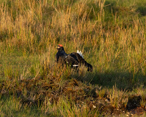 Black Grouse