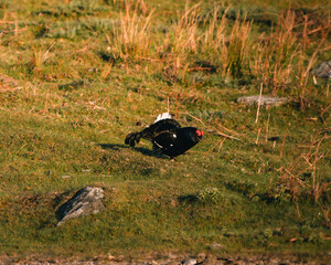 Black Grouse