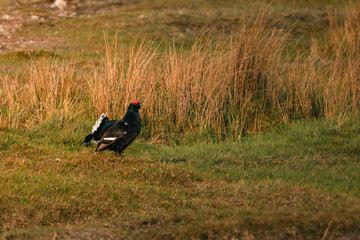 Black Grouse