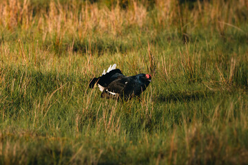 Black Grouse