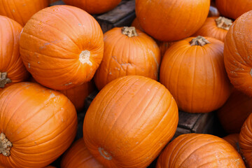 Orange autumn pumpkin, pumpkin on market display no label, display of a crop of large pumpkins on top market display ready for the fall season, halloween