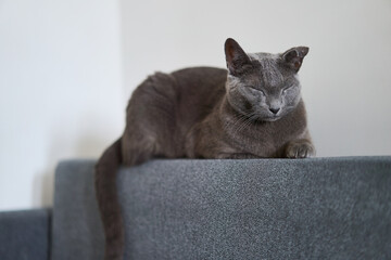 A beautiful gray cat is lounging gracefully on a cozy couch, displaying its striking and...