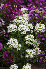Obraz premium Lobularia blooms on a flower bed
