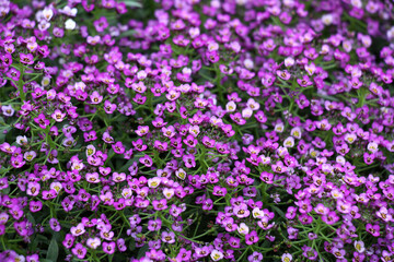 Naklejka premium Lobularia blooms on a flower bed