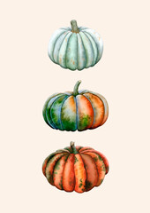 Three Watercolor Pumpkins Autumnal Harvest Illustration