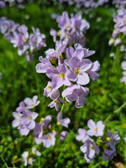 Violet flowers in the garden