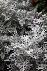 Cineraria maritima grows in the garden