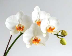 Obraz premium Close-up of a beautiful orchid arrangement