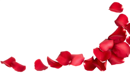 Cluster of Red Rose Petals in Lower Right Corner red petals scattered isolated on a transparent background