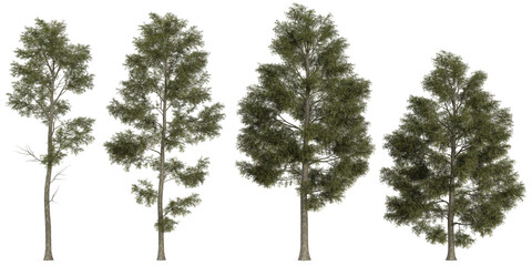 Collection of cunninghamia,glauca plants on transparent background