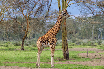 Rothschild Giraffe Walking in the middle of the forest in Lake Nakuru National Park