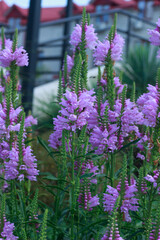 Obraz premium Purple Perennial Flowers in a Garden