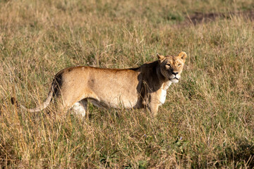 Lioness in the grass of the savanna of Masai Mara National Park