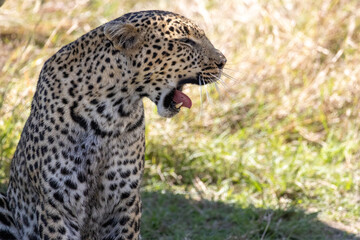 A leopard resting and yawning in the shade in the Masai Mara National Reserve after a hunt attempt