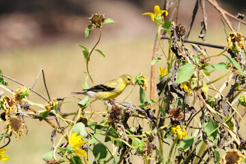 Gold finch yellow and black small bird in yellow flowers. 