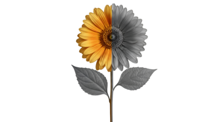 Half Color, Half Grayscale Sunflower on Black Background