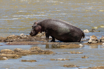 Fototapeta premium A hippo walking outside of the water in Ngorongoro Crater,