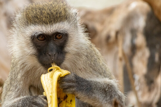Vervet monkey eating a banana in Tarangire National Park, Tanzania - Powered by Adobe