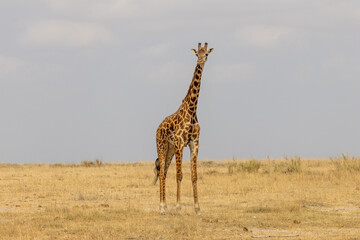 Full-body Portrait of a Giraffe Standing Alone in the Vast Savannah of Amboseli National Park
