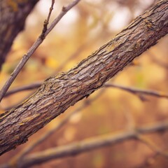 Close-up of tree bark with visible rings