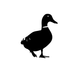 Silhouette of a duck standing on a white square emblem emblem silhouette