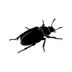 Detailed silhouette of a beetle insect close-up macro view isolated on white silhouette