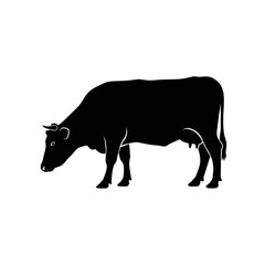 Silhouette of a bull grazing in a field captured in a square frame silhouette