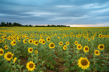 Golden Sunflower Field under Blue Sky, Byala, Bulgaria