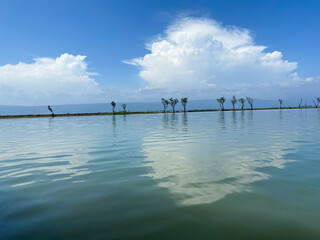 Obraz premium Serene Lake with Reflecting Clouds and Row of Trees Under a Blue Sky water reflection