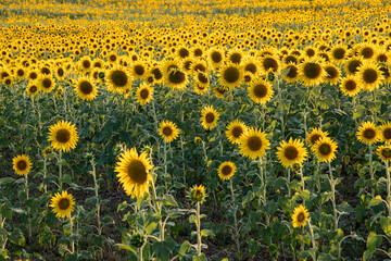 Golden Sunflower Field under Blue Sky, Byala, Bulgaria