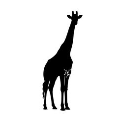 Silhouette of a majestic giraffe standing tall in a stark white frame against black silhouette