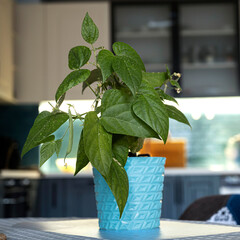 Young Green Bean Seedling in Pot