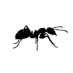 Detailed silhouette of an ant centered within a white square on a black canvas silhouette