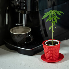Small Cannabis Seedling in Coffee Cup Next to Coffee Machine